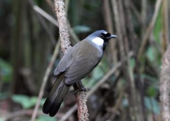 Habitat, Perilaku, dan Kebiasaan Poksay Hongkong