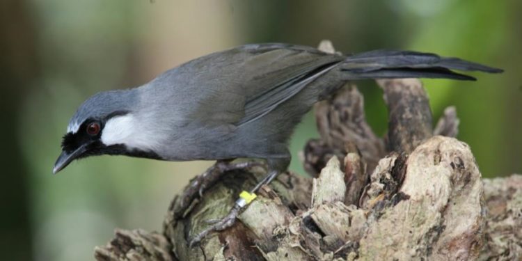 Mengenal Makanan Kesukaan Poksay Hongkong