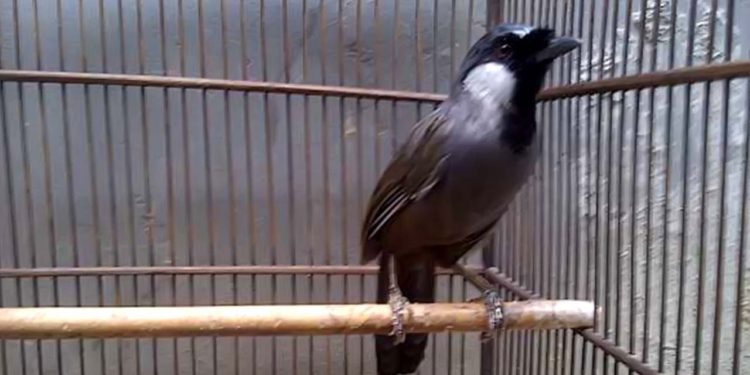 Cara Jitu Menjinakan Poho yang Giras