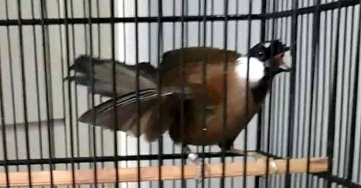 Pentingnya Teman Poho, Bukan Sekedar Suara MP3