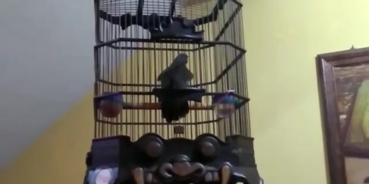 poksay hongkong 081297176001