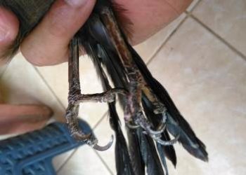 Mengapa Poho Anda Bubulen? Ini Sebabnya