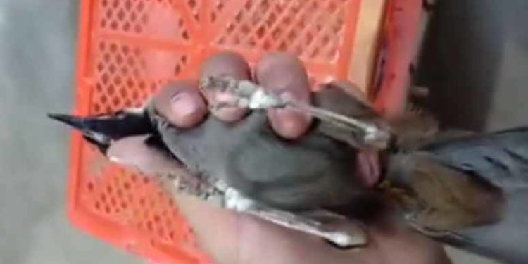 Kurang Ajarnya Poho Nyiliti Tuannya