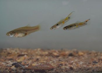 Cethul, Ceto Betul untuk Breeding