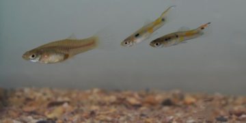 Cethul, Ceto Betul untuk Breeding