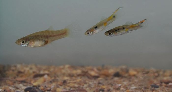 Cethul, Ceto Betul untuk Breeding