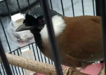 Menghayal Terselip Dabo dalam Ombyokan