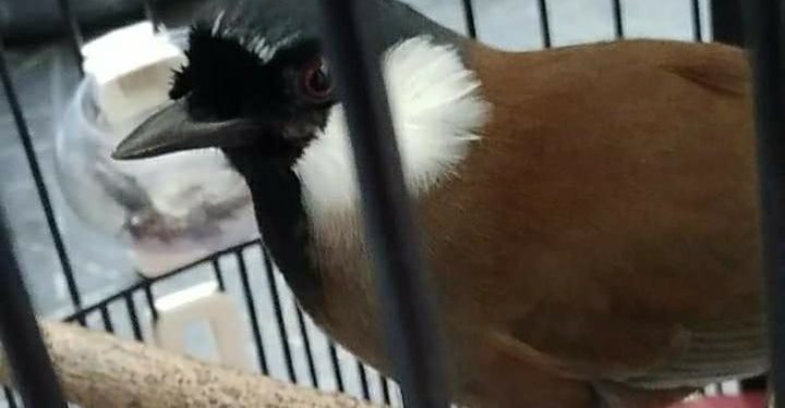 Menghayal Terselip Dabo dalam Ombyokan