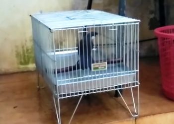 Tingkatkan Birahi dan Turunkan Setres Poho