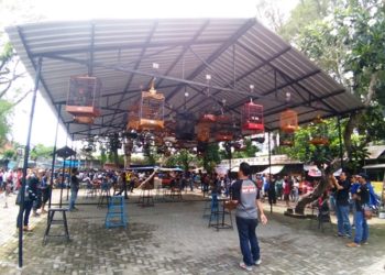 Poho Saat di Rumah Gacor, di Gantangan Mandek, Why?