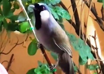 Poho Termasuk Burung Pemakan Serangga