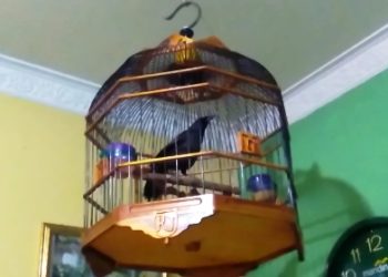 Poho Bakalan, Menjinakan atau Melatih Bunyi Dulu?