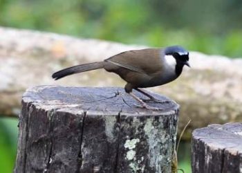 6 Penyebab Suara Poho menjadi Serak