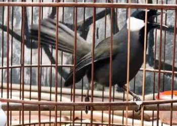 Poho Mati Mendadak, Mengapa? Ini Ulasanya