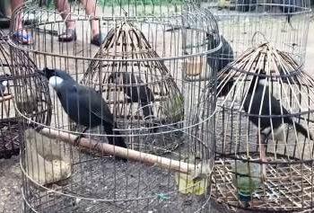 Benarkah Poho dari Hongkong? Berikut 5 Ras Poho