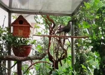 Mau Mudik? Berikut Tips Merawat Poho tetap Aman