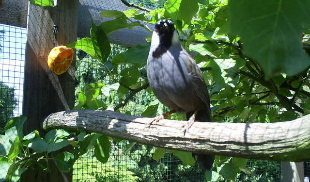 Langkah Awal Menangkar Poho