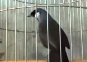 Lika Liku Mendapatkan Poho Jantan