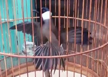 Poho Adaptasi, Jangan Sembarang Pancing MP3