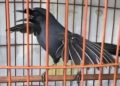 Mengapa Burung Poho Anda Mandek? Berikut Penyebabnya (3)