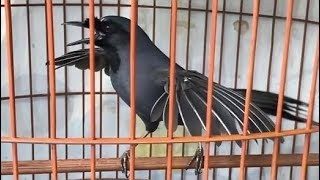 Mengapa Burung Poho Anda Mandek? Berikut Penyebabnya (3)