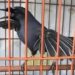 Mengapa Burung Poho Anda Mandek? Berikut Penyebabnya (3)