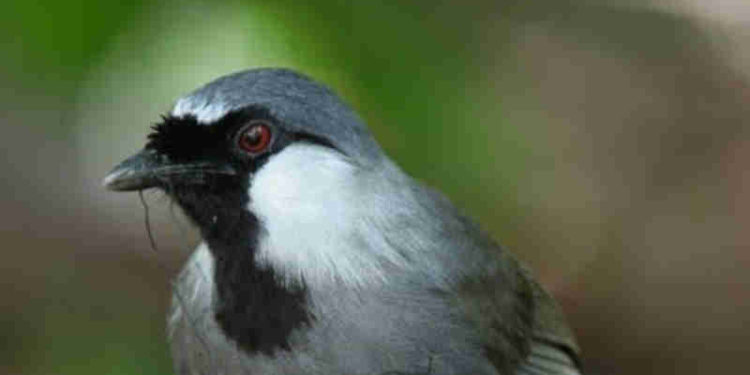 Nada Horor Poho yang Bikin Lemes