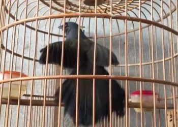 Ketika Poho Bersuara Kraak Kraak, Ada Apa?