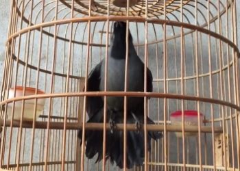 Kiat Menjinakan Poho ala Om Pakne Bella Tuban