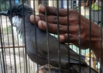 kesehatan burung poksay hongkong
