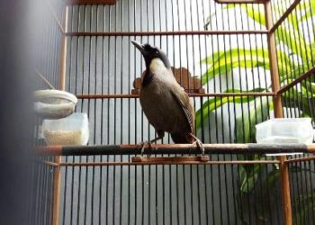 Poho Anda Giras? Cobalah Terapi ‘Puasa’ ala Om Istono