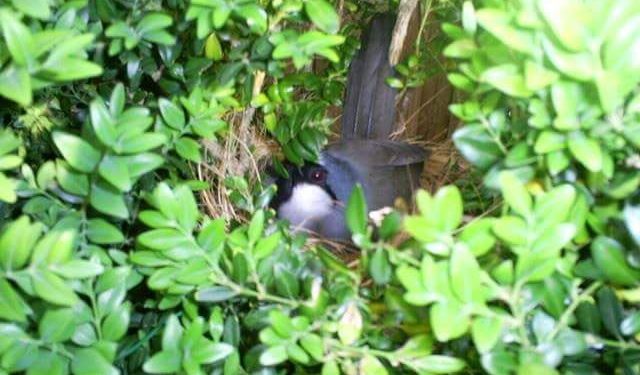 Kandang Penangkaran Poho