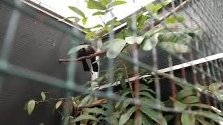 Buatlah Kandang Penangkaran yang Alami