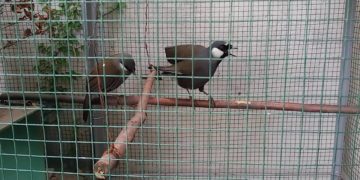 ternak poksay hongkong