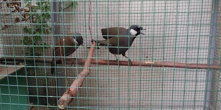 ternak poksay hongkong