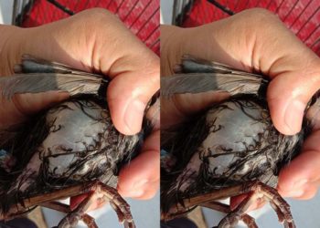 poksay hongkong kulit gelembung