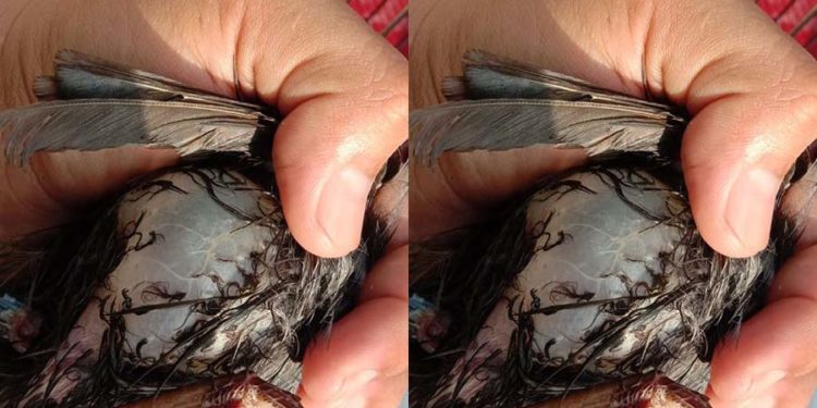 poksay hongkong kulit gelembung