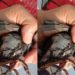 poksay hongkong kulit gelembung