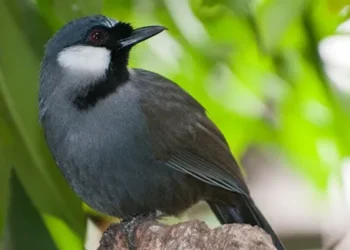 burung cabut ekor