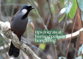 tips-merawat-poksay-hongkong