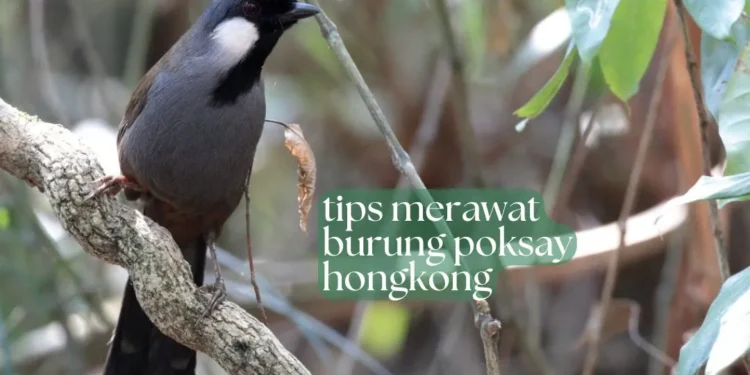 tips-merawat-poksay-hongkong